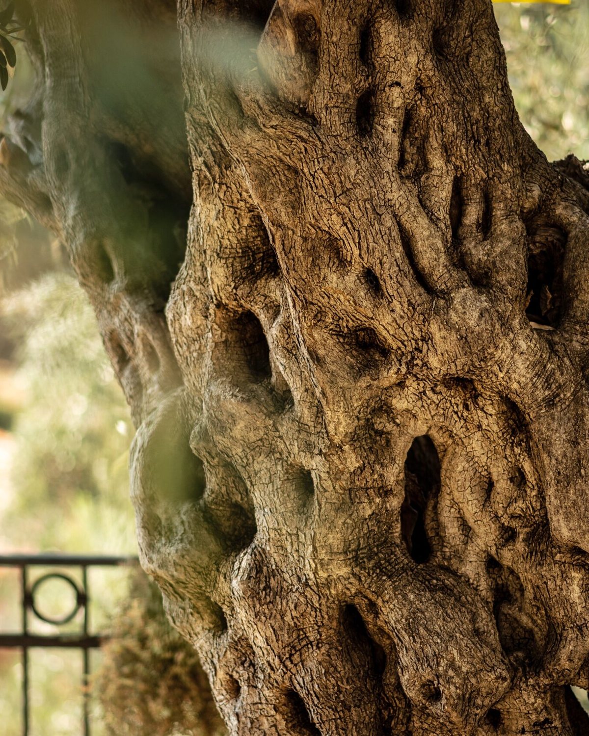 Olive oil tasting & the Old Olive Tree