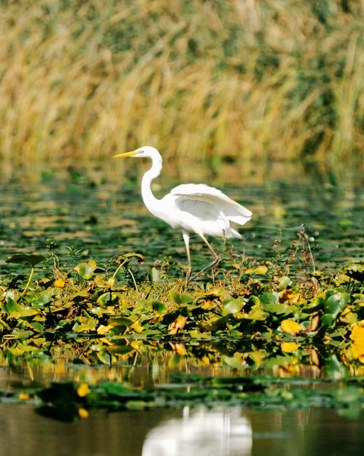Kingfisher Boat & Kayak — Lake Skadar