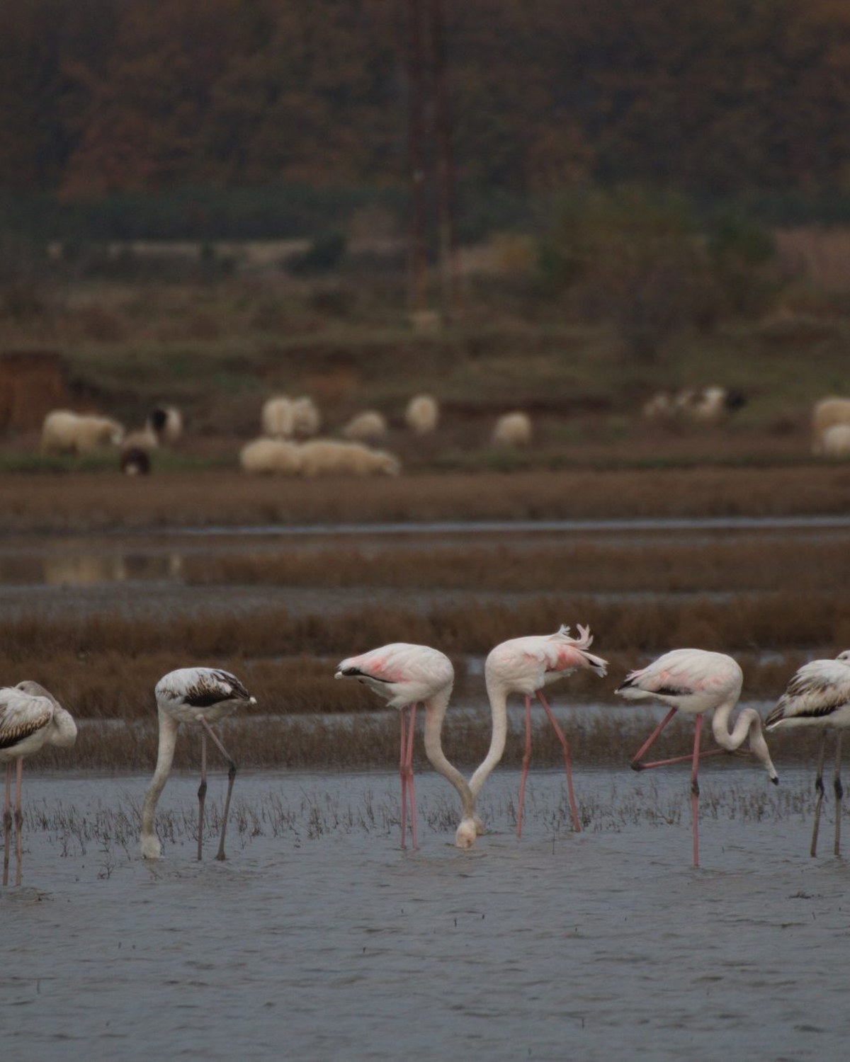 Monticola — Ulcinj Salina birdwatching