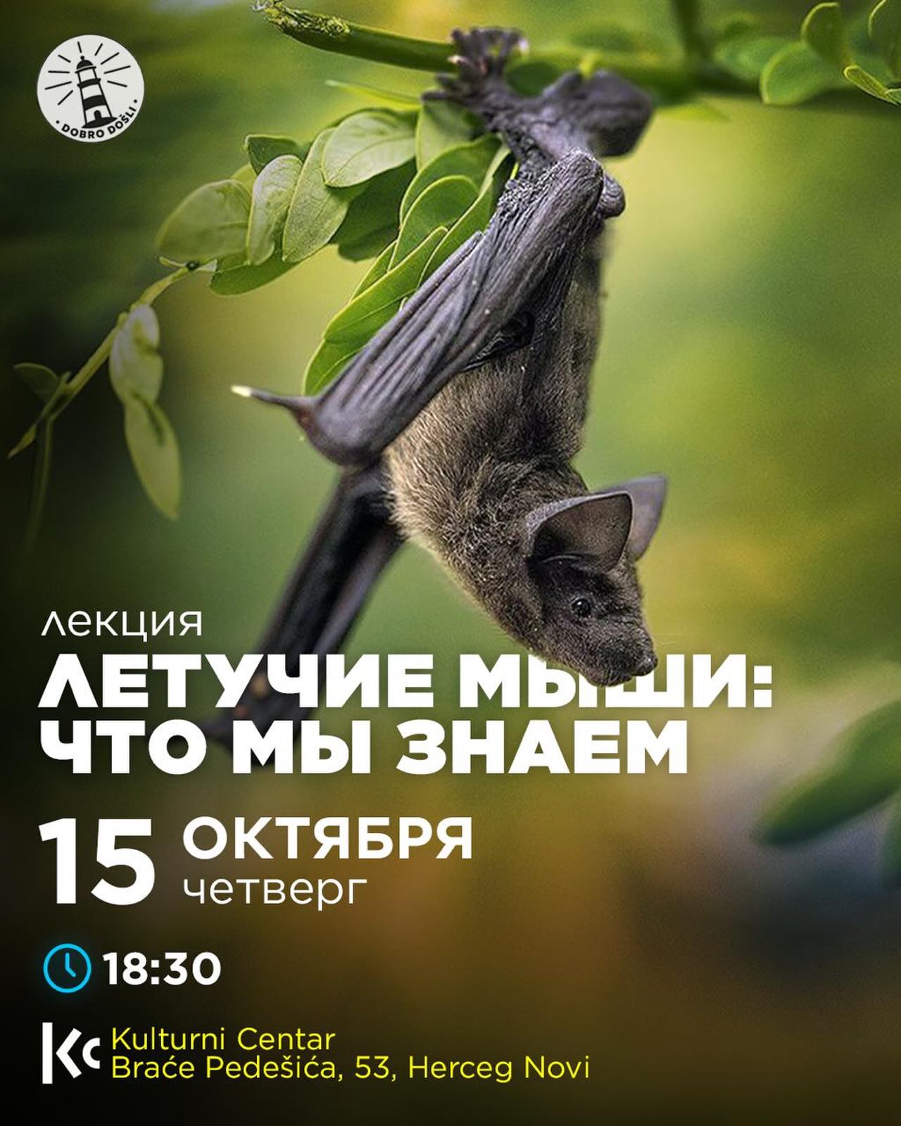 Лекция о летучих мышах с зоологом Юлией Глушковой, Kulturni Centar, отель Maksim, Мелине
